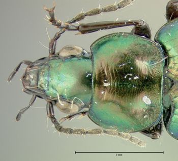 Media type: image;   Entomology 35413 Aspect: pronotum dorsal